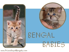 Bengal Kitten Wallpaper---thumbnail